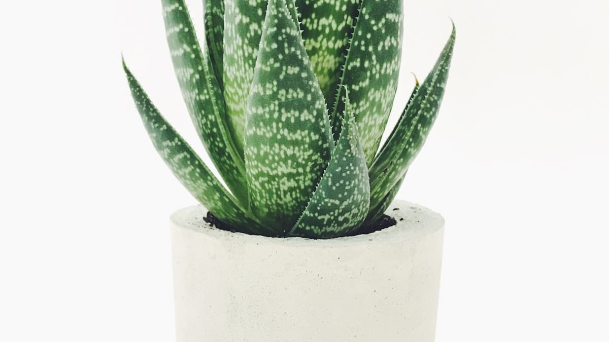 Spring Cleaning in a Tropical Climate: What's Different